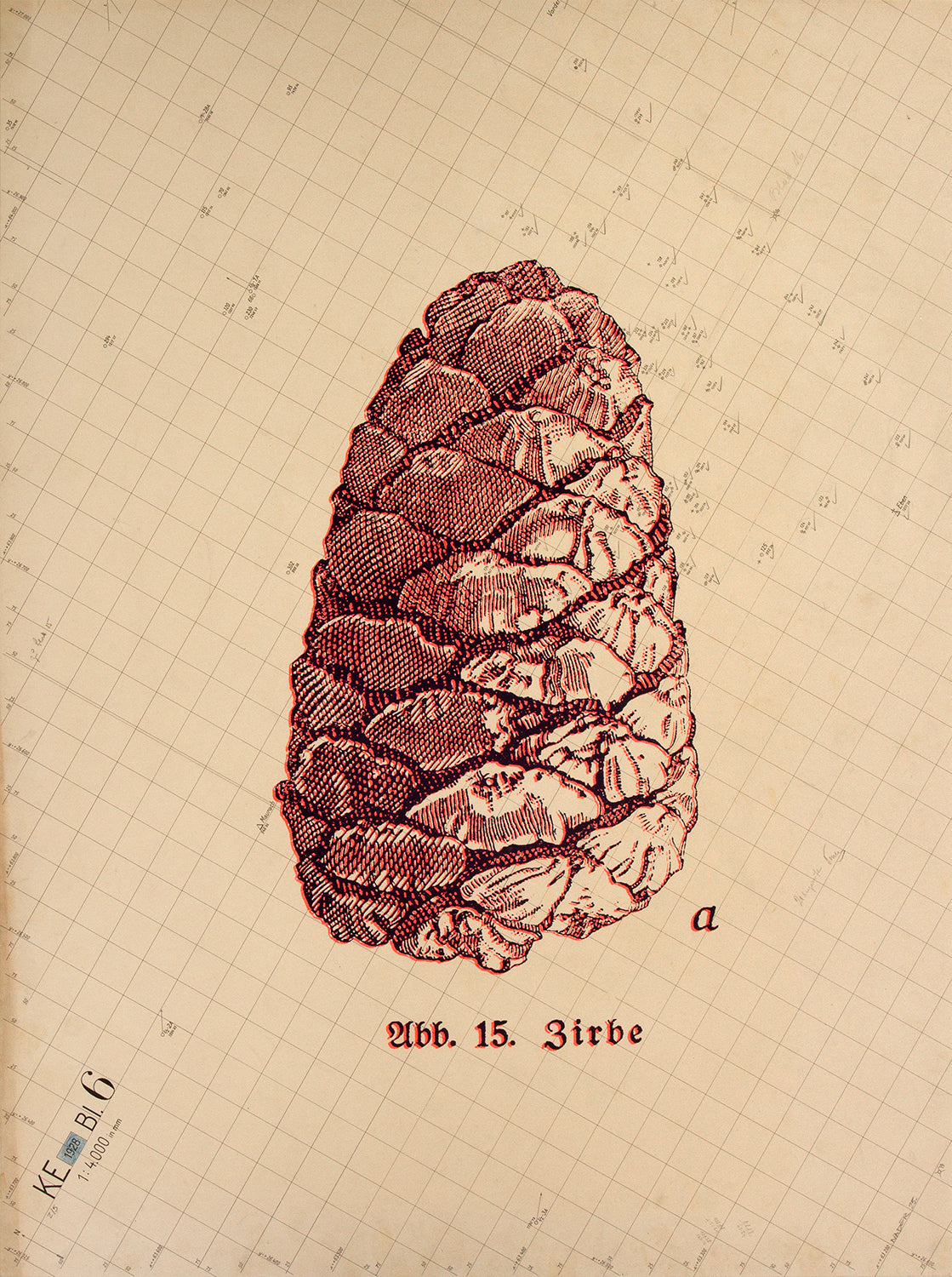 Zirbe