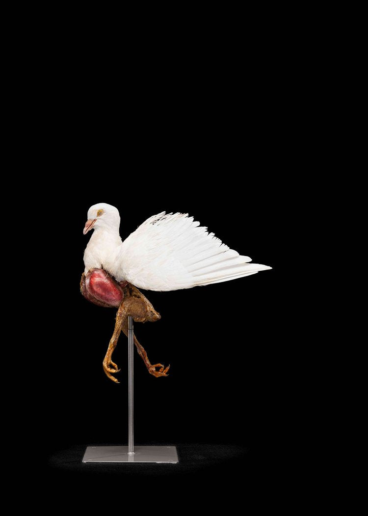 DOVE I